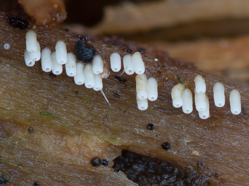 Henningsomyces candidus